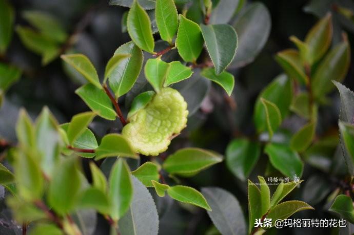 如何使茶梅在圣誕開(kāi)花，茶梅開(kāi)白花怎么辦?