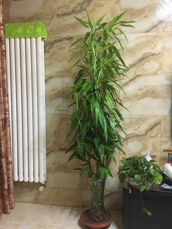 土養富貴竹長(cháng)得太高了怎么辦，土養富貴竹怎么修剪，水培富貴竹可以土養嗎?