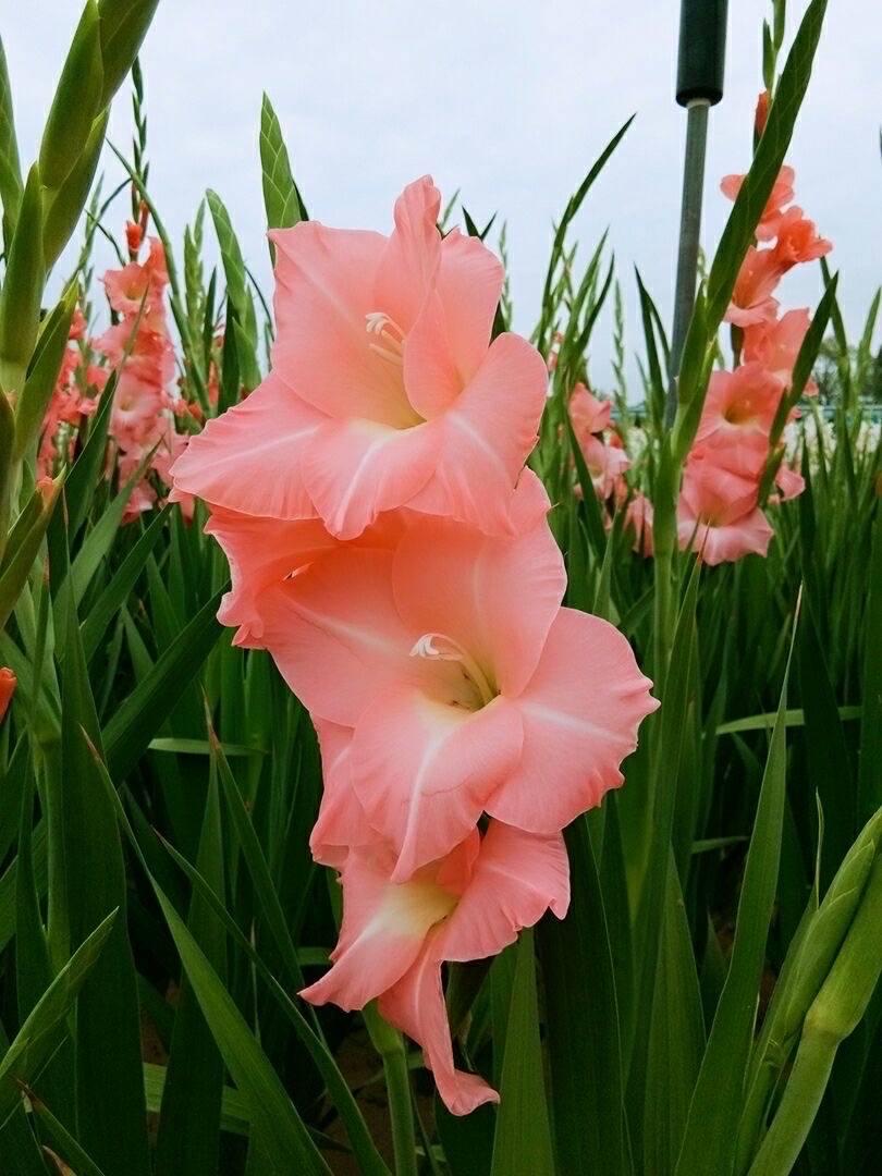 唐菖蒲(劍蘭)怎么施肥，水養劍蘭是否要剝掉葉子?