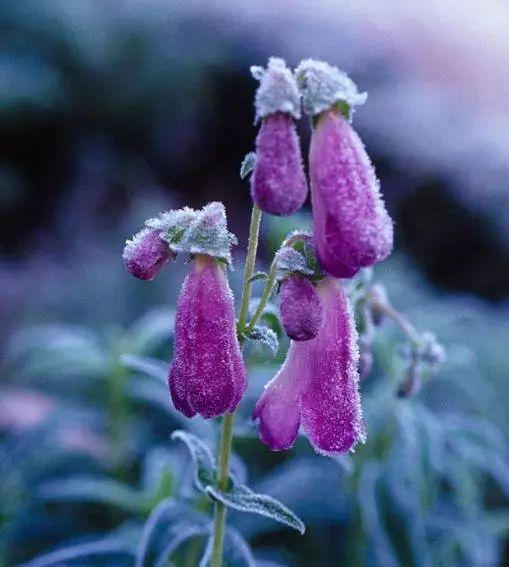 釣鐘柳的繁殖方法詳解，釣鐘柳圖片?