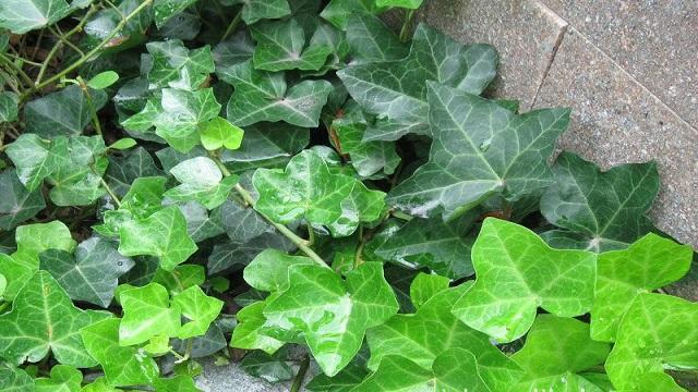 常春藤怎樣修剪，常春藤盆景造型?