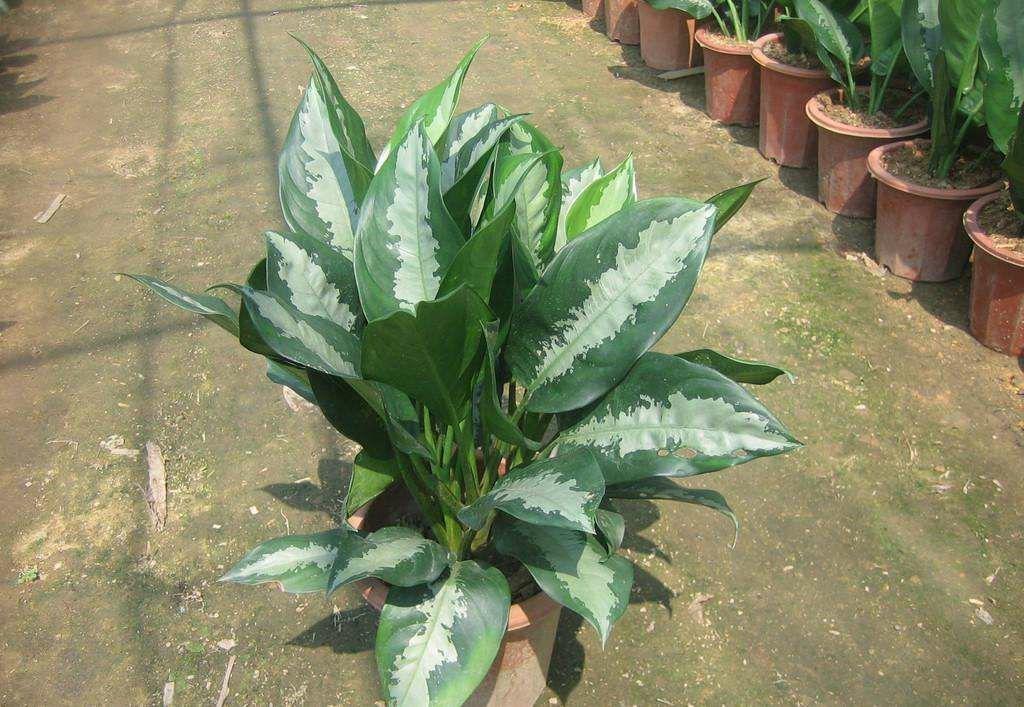 粗肋草的扦插繁殖，粗肋草品種?