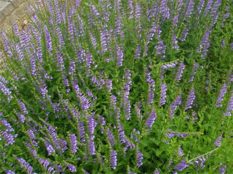 半枝蓮繁殖方法，半枝蓮的禁忌?