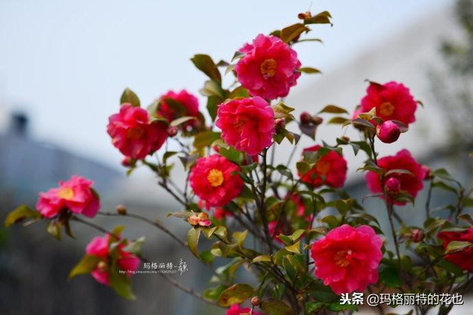 如何使茶梅在圣誕開(kāi)花，茶梅開(kāi)白花怎么辦?