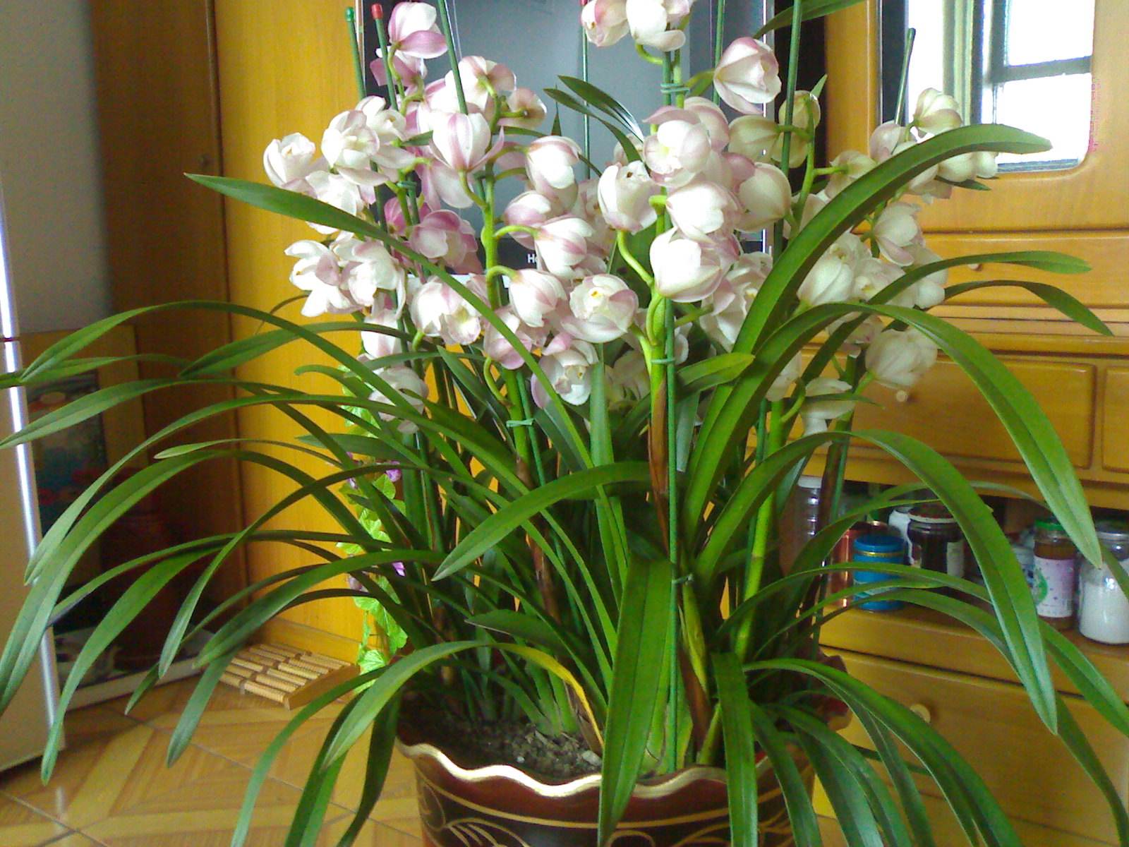 大花蕙蘭如何換盆，怎么分株，大花蕙蘭幾月份換盆?