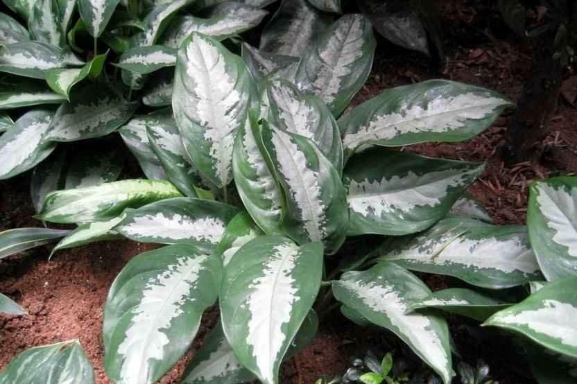 粗肋草的扦插繁殖，粗肋草品種?