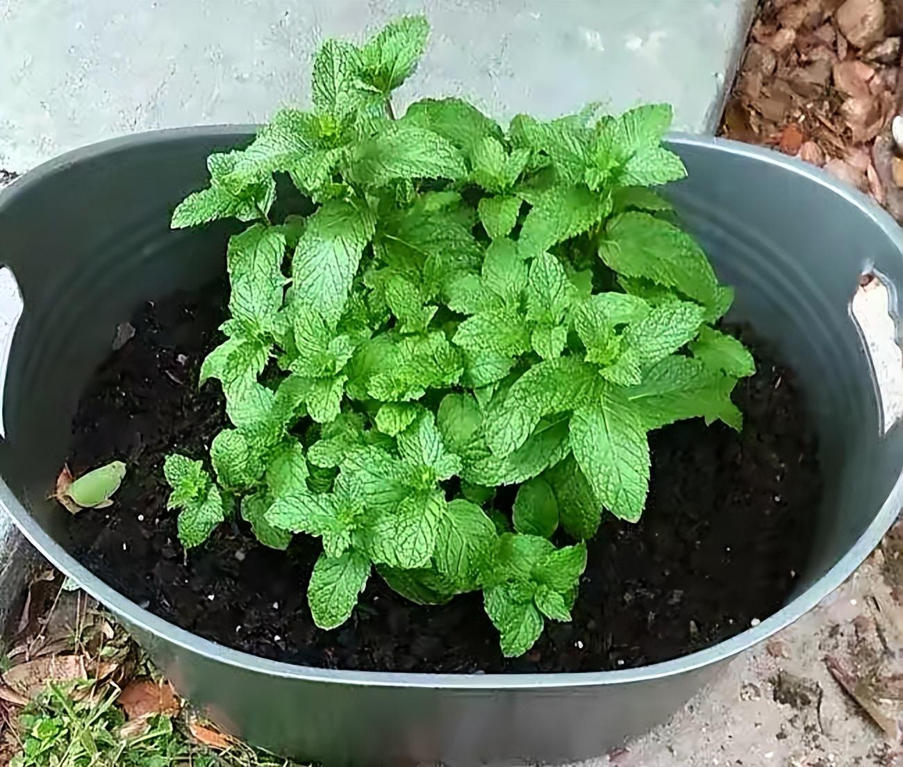 薄荷施什么肥，薄荷施肥時(shí)的兩大注意，盆栽薄荷施什么肥?