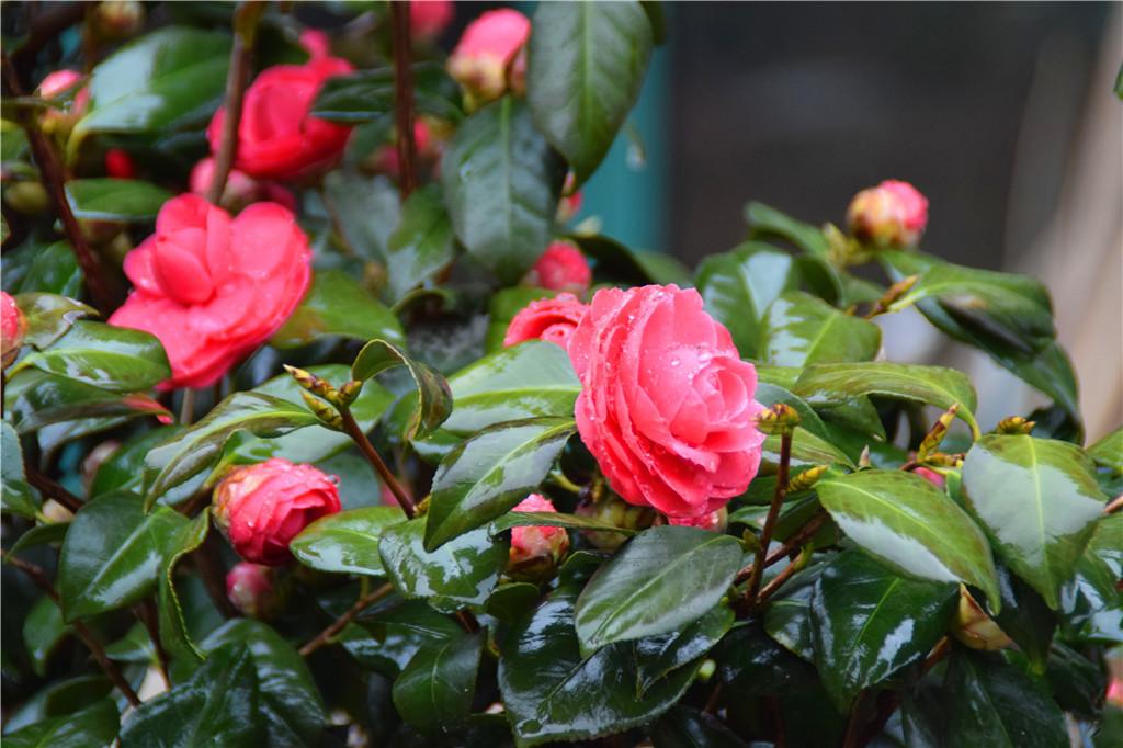 怎么讓茶花提前開(kāi)花，怎么延長(cháng)花期，怎樣讓茶花花苞快些開(kāi)花?
