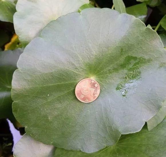 長(cháng)壽花施肥方法，用什么肥好，長(cháng)壽花用什么肥好什么時(shí)候施肥合適?