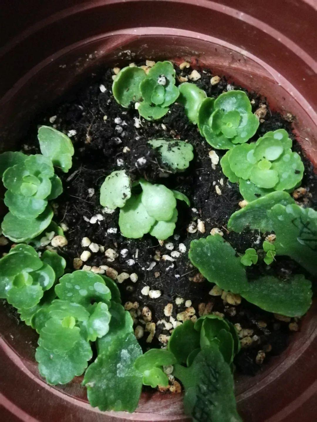 長(cháng)壽花花謝后如何修剪，怎么處理，杜鵑花花謝后怎樣修剪?