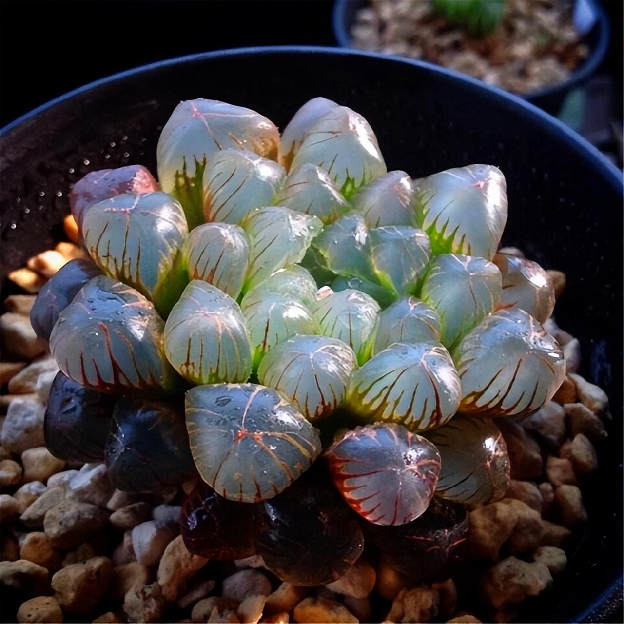 冰燈玉露開(kāi)花什么顏色，冰燈玉露怎么爆盆?