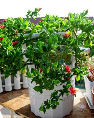 怎么讓牡丹吊蘭爆盆，怎么扦插，牡丹吊蘭水培圖片?