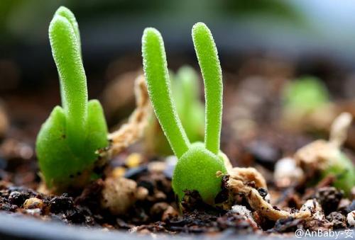 碧光環(huán)怎么播種，碧光環(huán)怎么保持短耳朵?