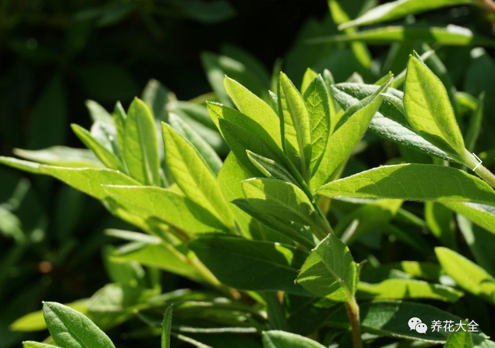 怎么讓杜鵑花開(kāi)花，開(kāi)花前用什么肥，什么肥能讓花卉快速生長(cháng)?