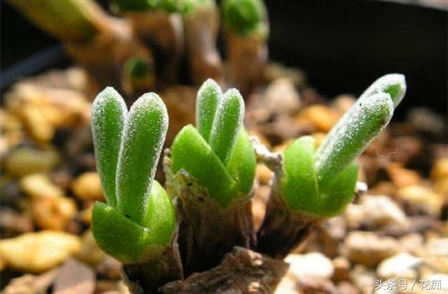 碧光環(huán)會(huì )開(kāi)花嗎，碧光環(huán)老樁?