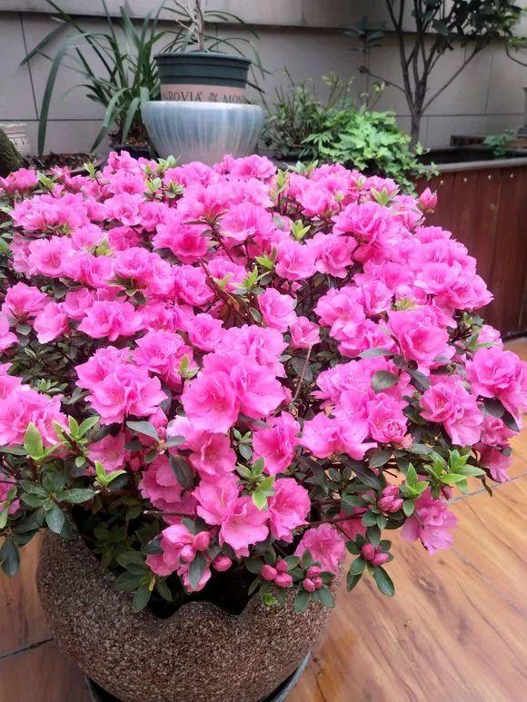 長(cháng)壽花花謝后如何修剪，怎么處理，杜鵑花花謝后怎樣修剪?