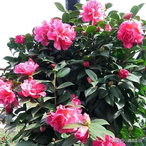 茶花澆水的正確方法，茶花澆水多了怎么補救，茶花的澆水技巧?