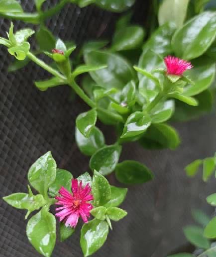 水培牡丹吊蘭的養殖方法和注意事項，水培會(huì )不會(huì )開(kāi)花，牡丹花可以用水養嗎?