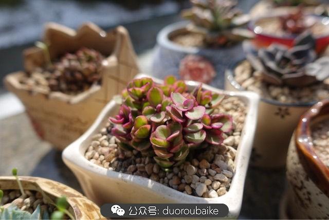 多肉白鳥(niǎo)怎么施肥，白鳥(niǎo)多肉爆盆?