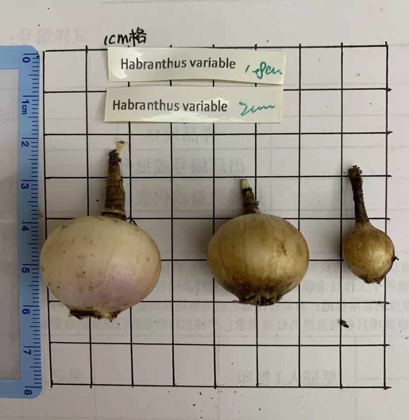 蔥蘭什么時(shí)候開(kāi)花，蔥蘭和韭蘭的區別?