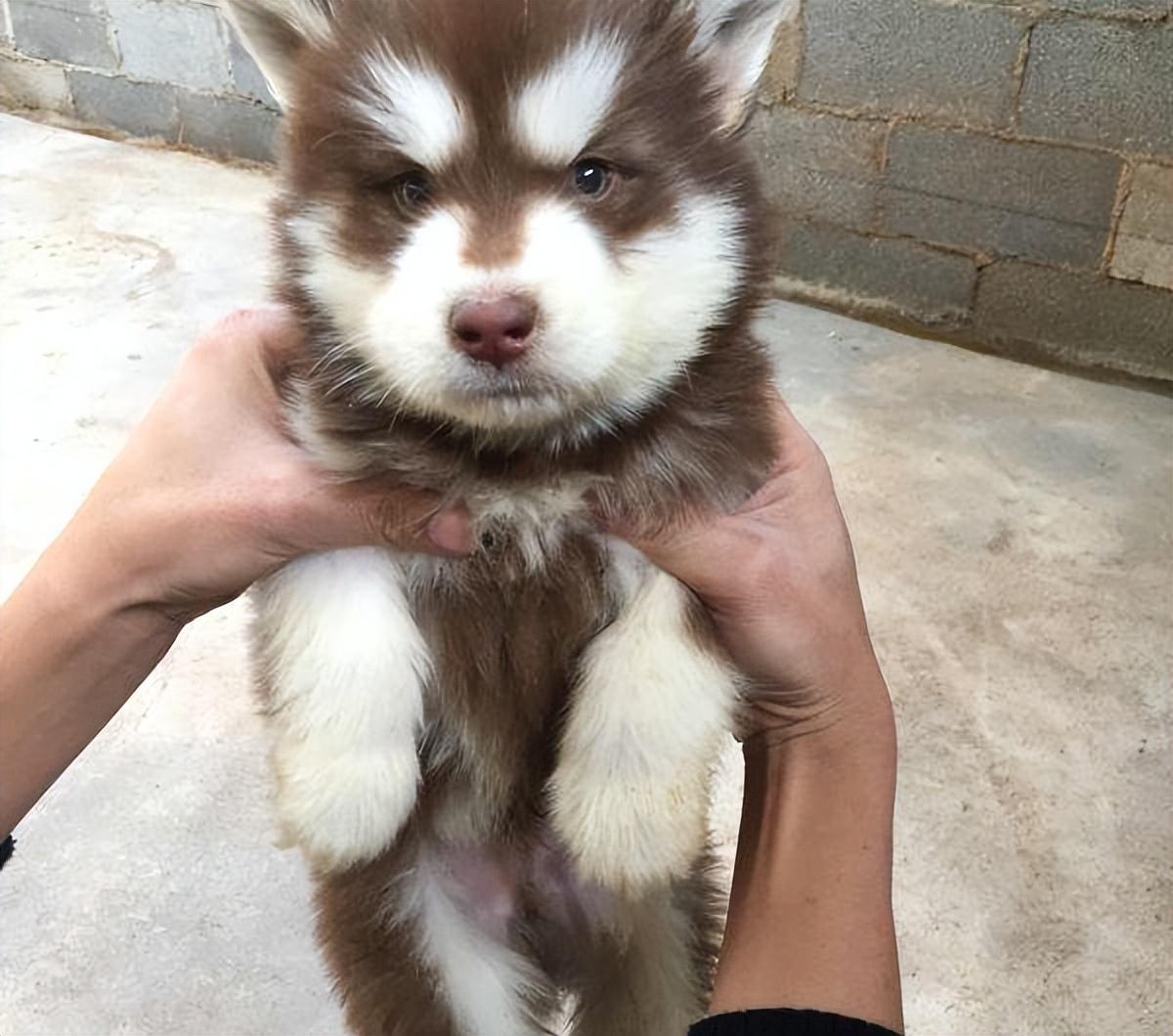 阿拉斯加犬怎么選(阿拉斯加犬怎么挑選)