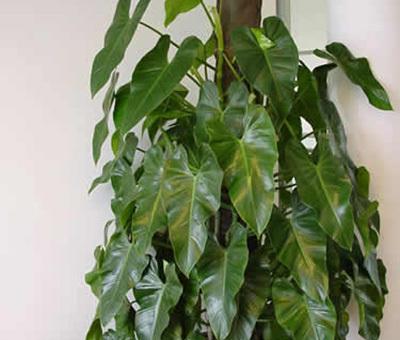 愛(ài)之蔓怎么繁殖(水培生根、土培扦插)，水培轉土培要注意什么?