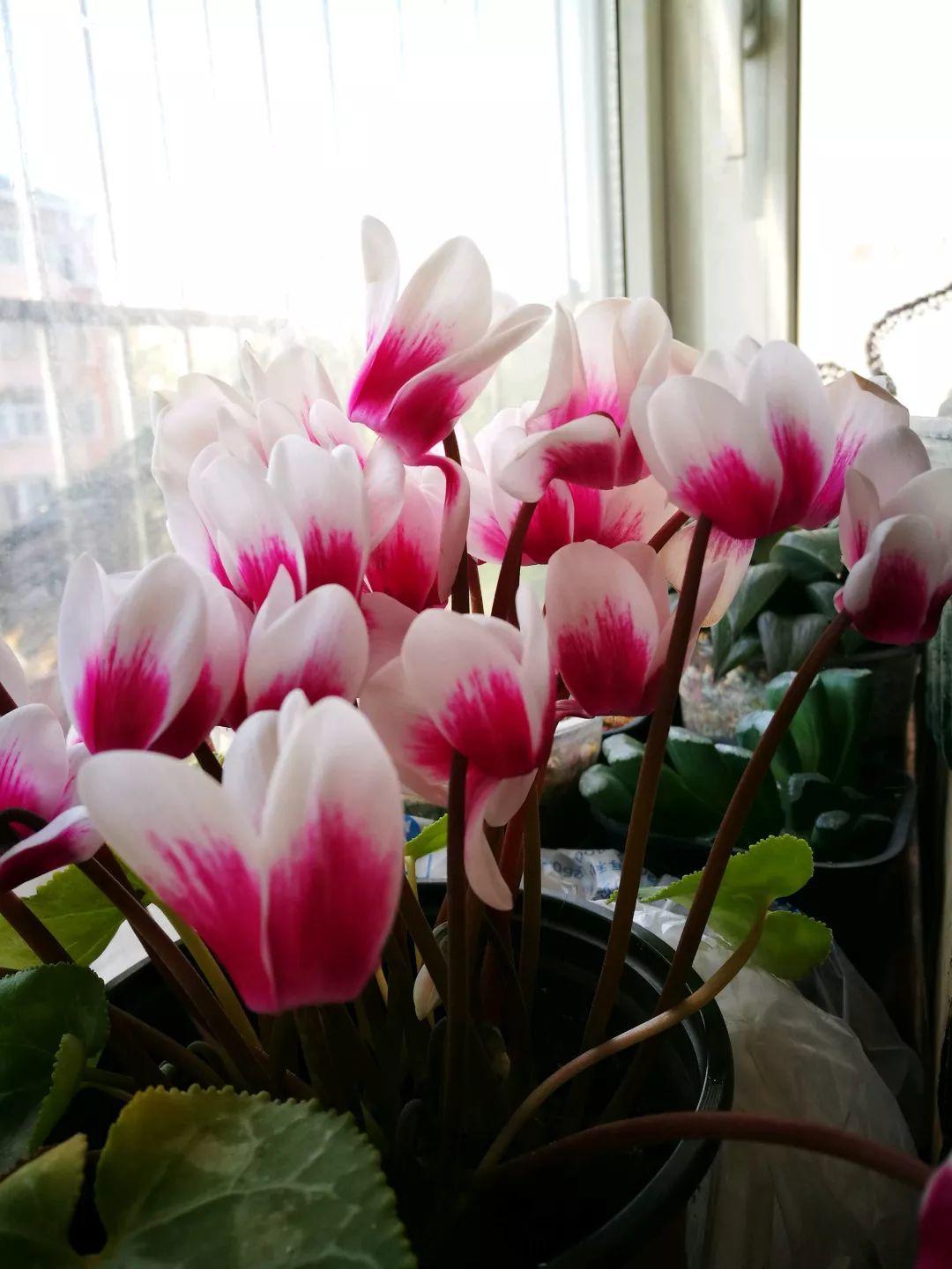 長(cháng)壽花花謝后如何修剪，怎么處理，杜鵑花花謝后怎樣修剪?