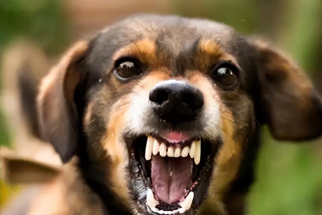 狗狗討厭主人的表現有哪些(狗狗為什么討厭主人)