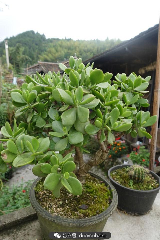 多肉白鳥(niǎo)怎么施肥，白鳥(niǎo)多肉爆盆?