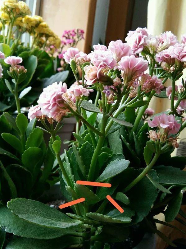 長(cháng)壽花花謝后如何修剪，怎么處理，杜鵑花花謝后怎樣修剪?