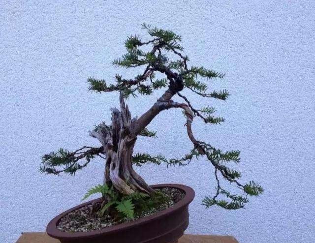 澳洲杉開(kāi)花嗎，澳洲杉如何打頂?