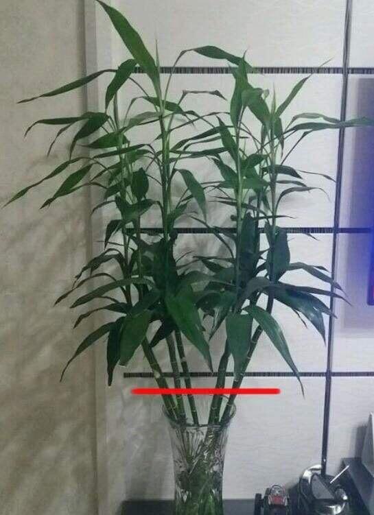 土養富貴竹長(cháng)得太高了怎么辦，土養富貴竹怎么修剪，水培富貴竹可以土養嗎?