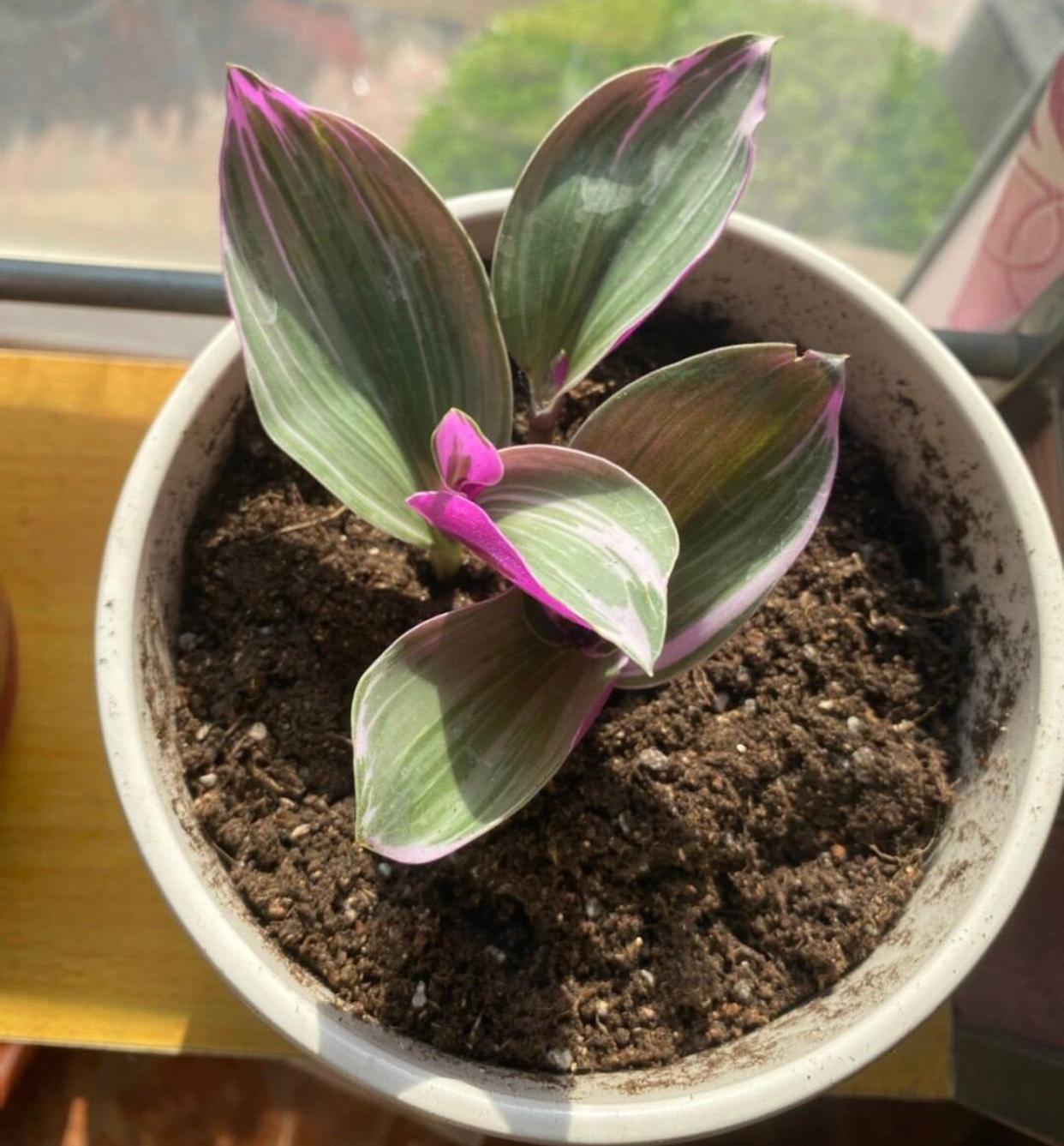 油畫(huà)吊蘭怎么養，怎么扦插，吊蘭扦插方法圖解?