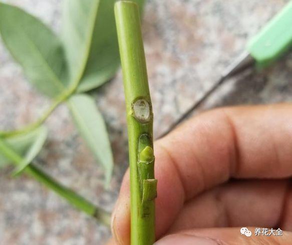 茶梅怎么扦插，茶梅扦插生根最快方法?