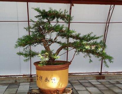 澳洲杉開(kāi)花嗎，澳洲杉如何打頂?