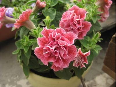 矮牽牛怎么扦插，矮牽牛怎么繁殖?