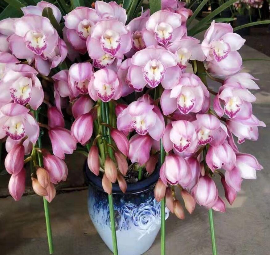 大花蕙蘭掉花苞怎么辦，有花苞了怎么澆水，大花蕙蘭有花苞了怎么澆水?