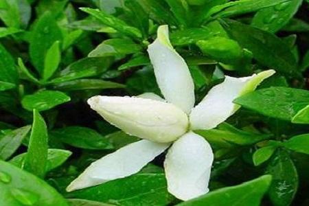 白蘭花怎么換盆，白蘭花十月份換盆可以嗎?