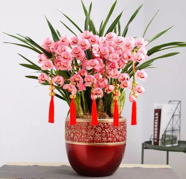 大花蕙蘭花期怎么養，開(kāi)花時(shí)能施肥嗎，大花蕙蘭施肥方法?