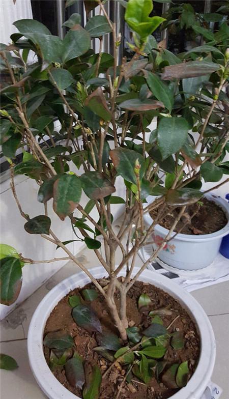 茶花換盆后掉葉怎么辦，茶花怎么服盆，茶花葉子掉光了能活嗎?