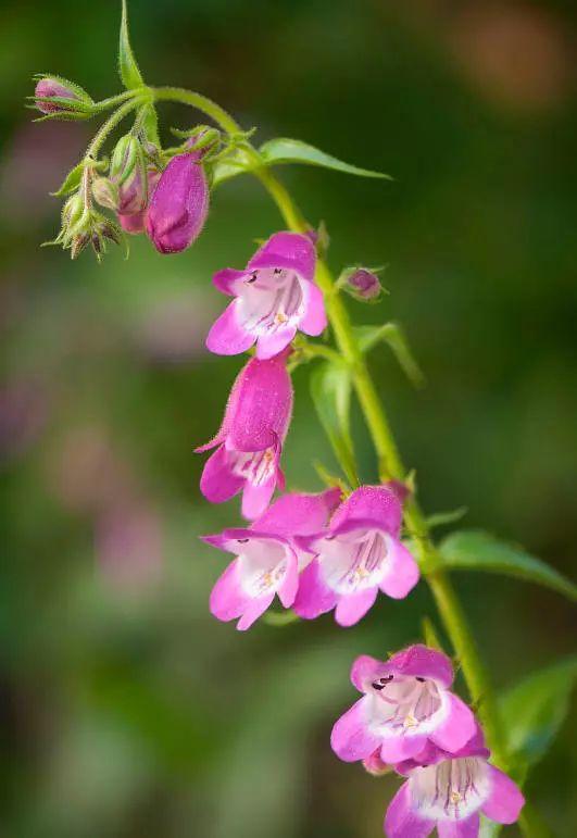 釣鐘柳的繁殖方法詳解，釣鐘柳圖片?