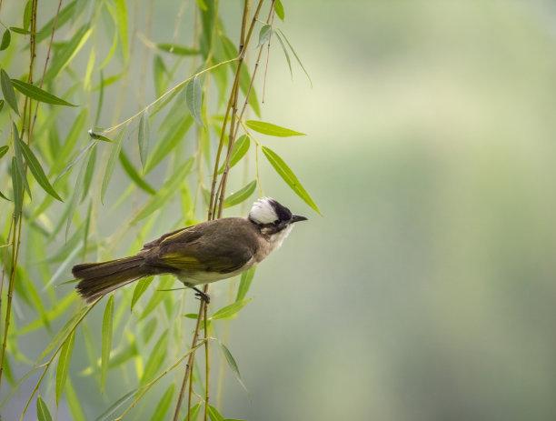 白頭翁的繁殖方法，白頭翁怎么分公母?