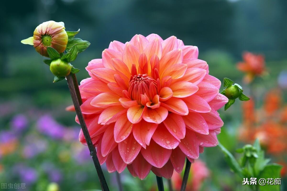 大麗花能過(guò)冬嗎，北方地栽大麗花冬天會(huì )死嗎?