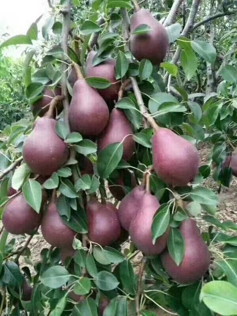 紅啤梨怎么催熟變軟，紅啤梨怎么放軟