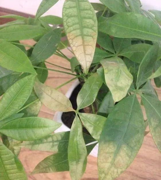 家養發(fā)財樹(shù)怎樣過(guò)冬，能用硫酸亞鐵水澆嗎，招財樹(shù)冬天怎么養?