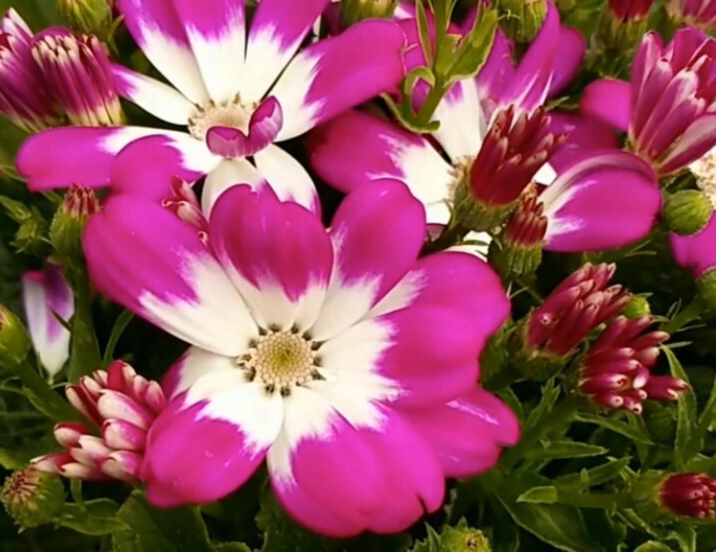 瓜葉菊什么時(shí)候開(kāi)花，瓜葉菊一年能開(kāi)幾次花?