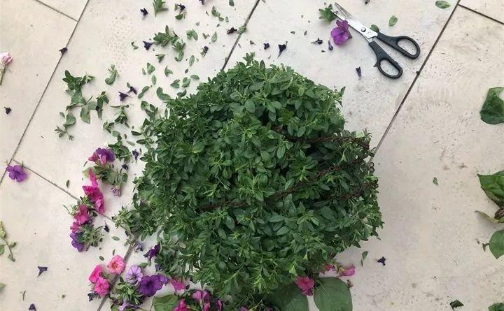 矮牽牛在什么季節開(kāi)花，矮牽牛開(kāi)花后要打頂嗎?