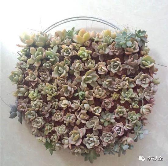 百萬(wàn)小鈴的繁殖方法，什么時(shí)候扦插，金魚(yú)吊蘭的扦插方法和注意事項?