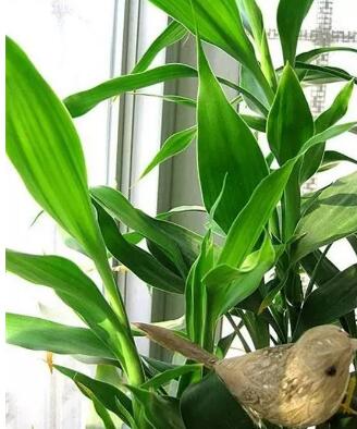 富貴竹冬天怎么養不會(huì )死，富貴竹過(guò)冬技巧，富貴竹怎么過(guò)冬啊每年養的都死了?