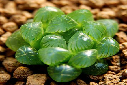 草玉露徒長(cháng)怎么辦，玉露一直竄高怎么辦?